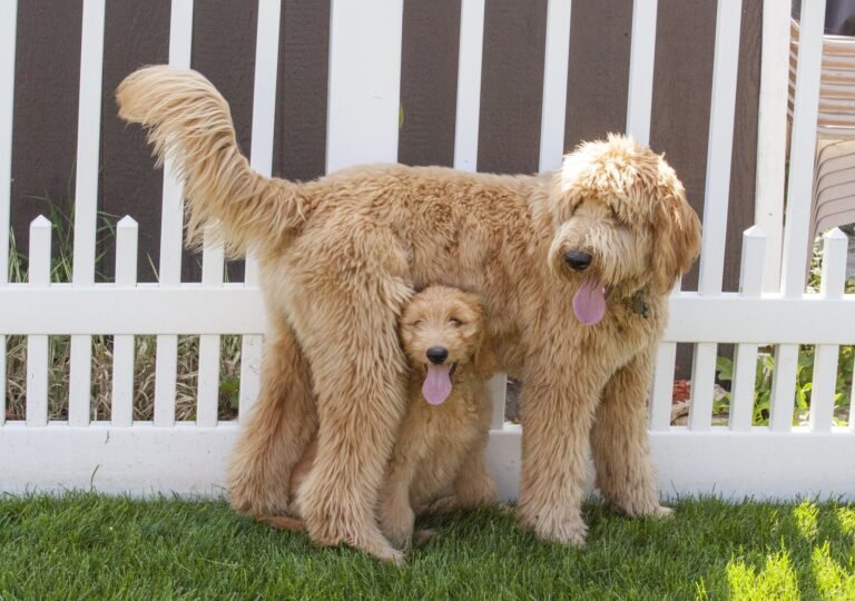 golden doodle